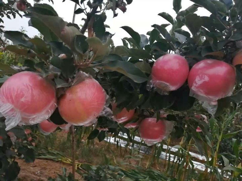 斗南苹果纸加膜红富士大量有货个大色好