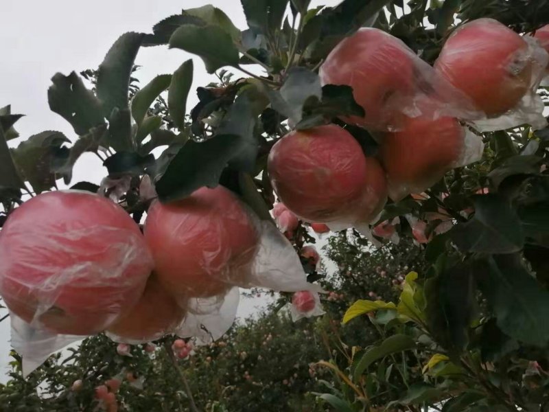 斗南苹果纸加膜红富士大量有货个大色好