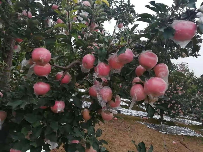 斗南苹果纸加膜红富士大量有货个大色好