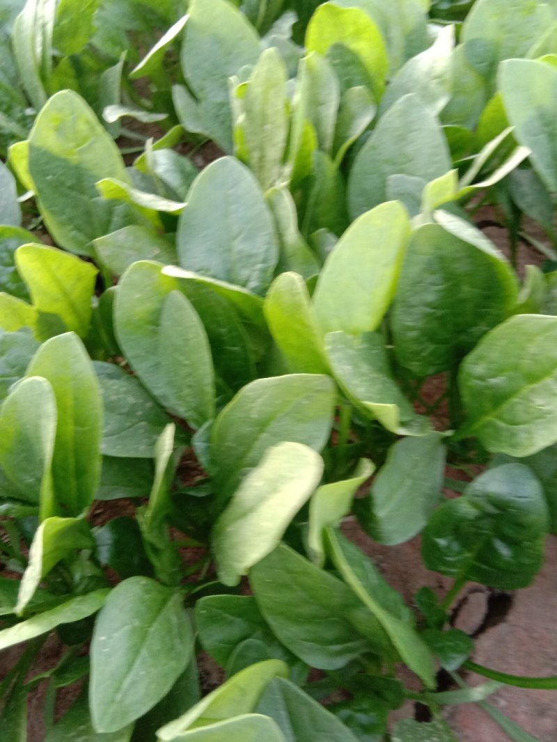 惠民万亩精品菠菜基地波菜大量上市，包装全，价格美丽