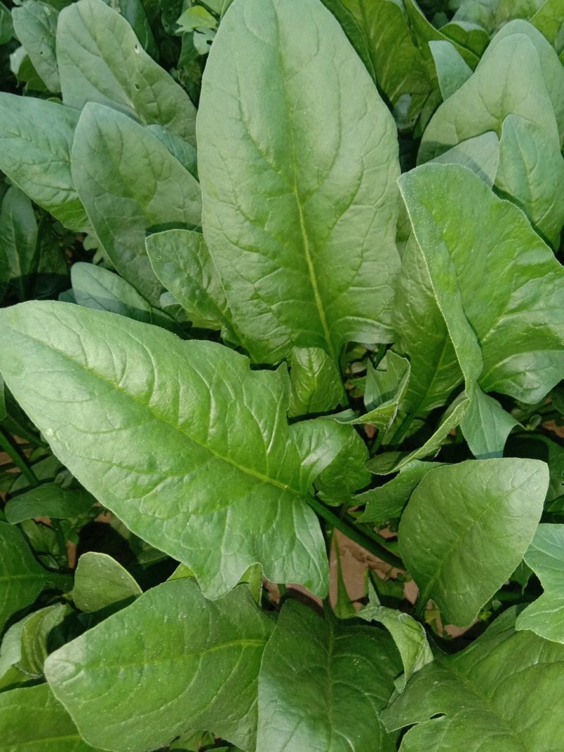 惠民万亩精品菠菜基地波菜大量上市，包装全，价格美丽