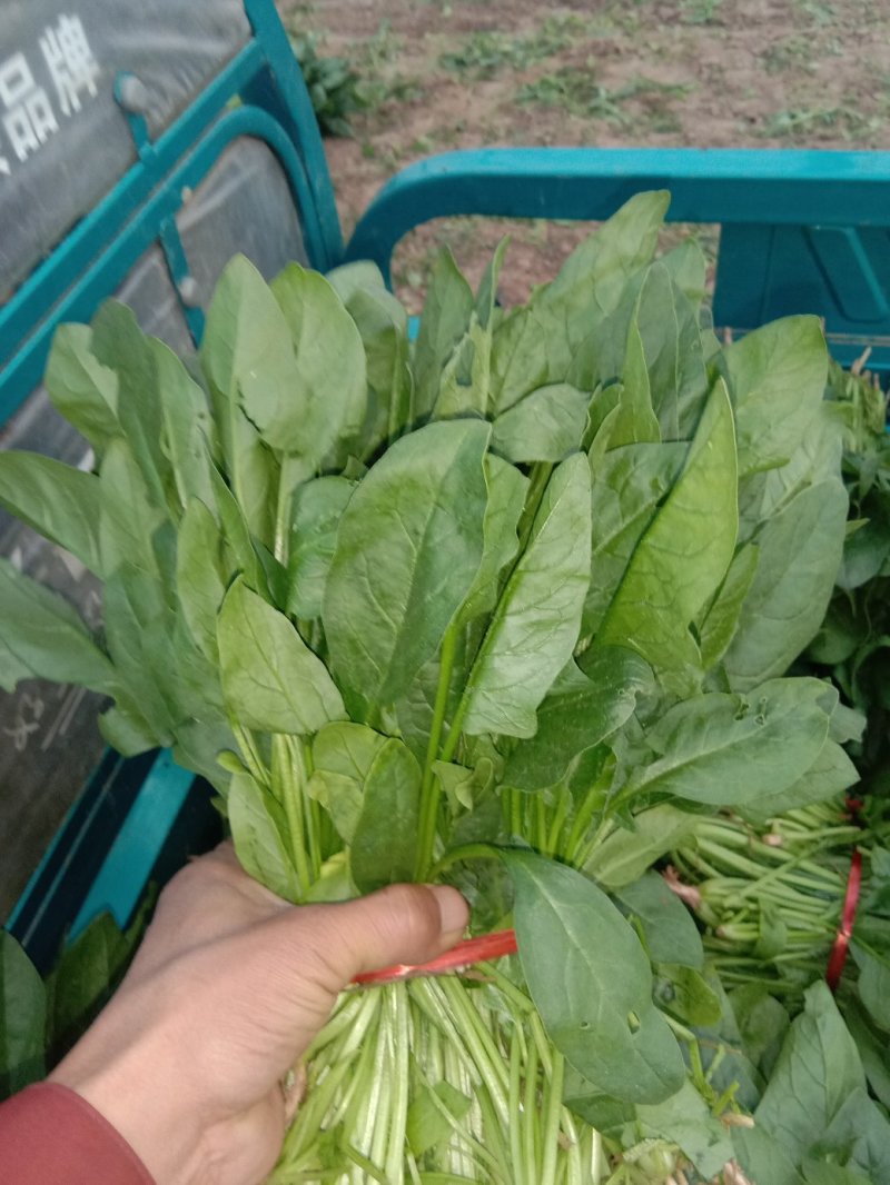 惠民万亩精品菠菜基地波菜大量上市，包装全，价格美丽