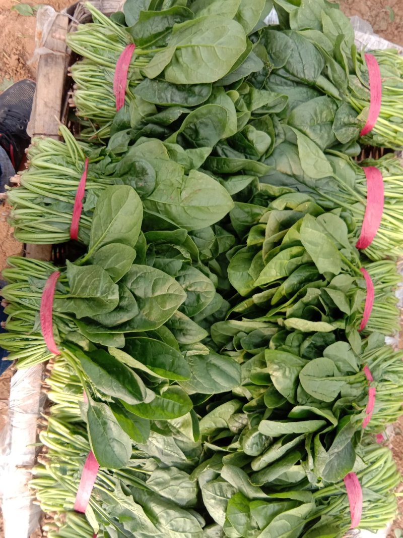 惠民万亩精品菠菜基地波菜大量上市，包装全，价格美丽