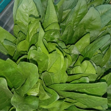 惠民万亩精品菠菜基地波菜大量上市，包装全，价格美丽