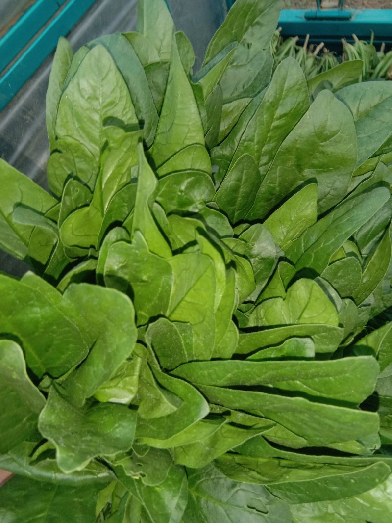 惠民万亩精品菠菜基地波菜大量上市，包装全，价格美丽