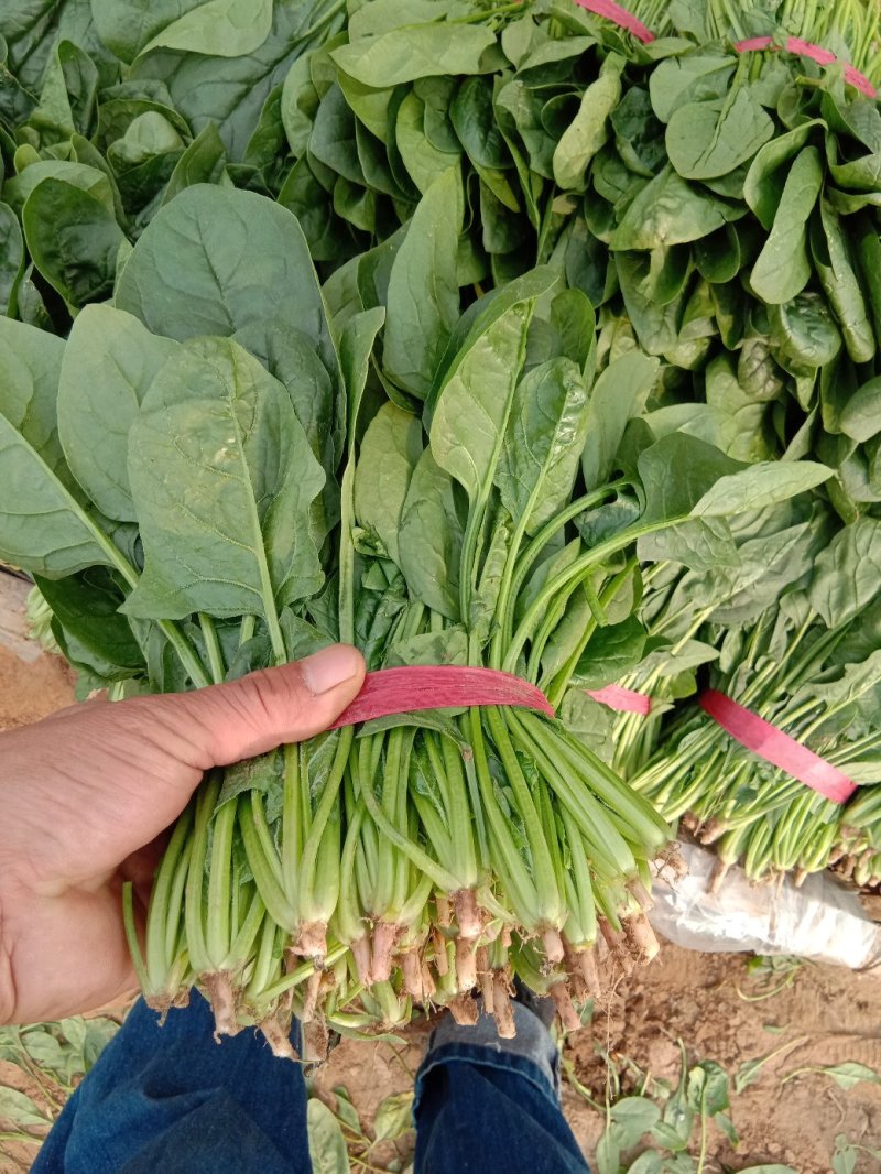 惠民万亩精品菠菜基地波菜大量上市，包装全，价格美丽