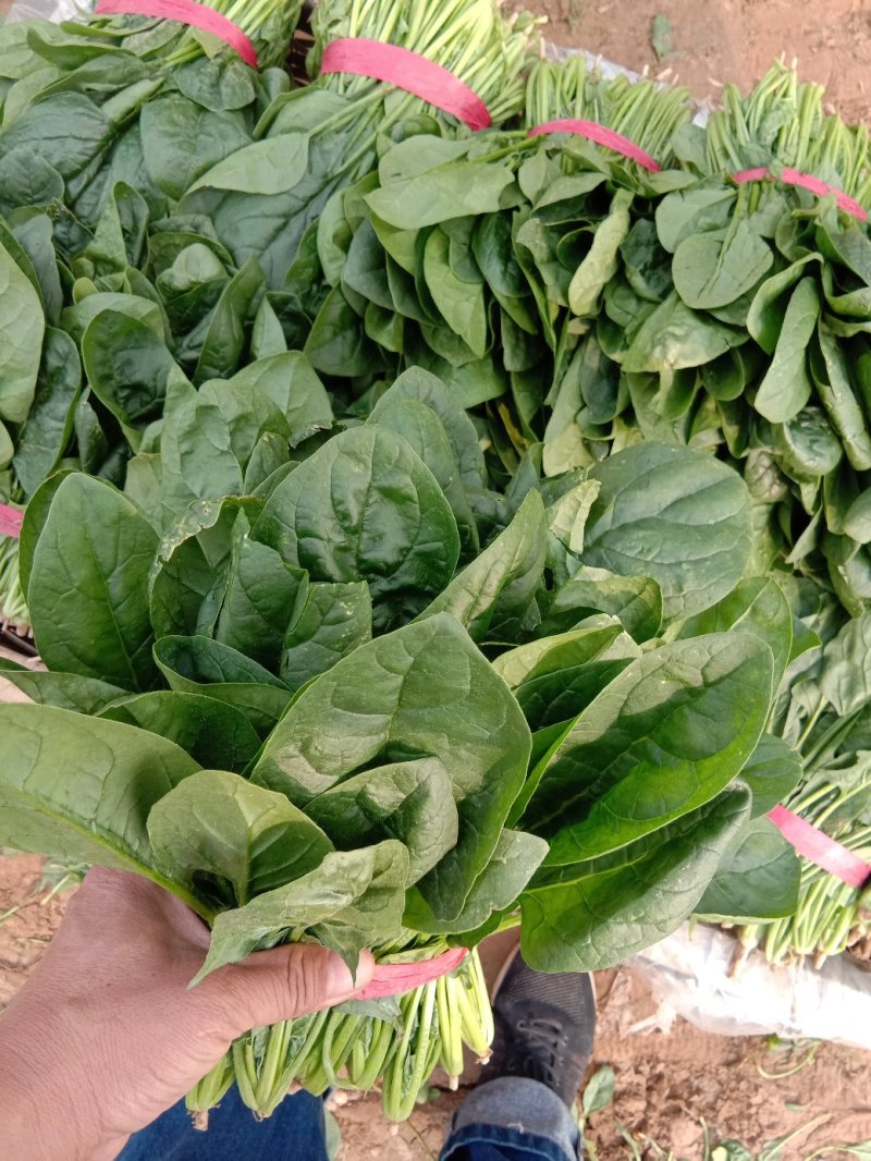 惠民万亩精品菠菜基地波菜大量上市，包装全，价格美丽