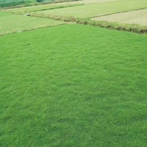 马尼拉草