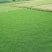 马尼拉草