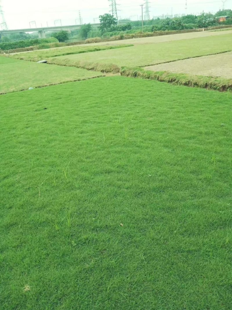 马尼拉草
