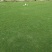 马尼拉草