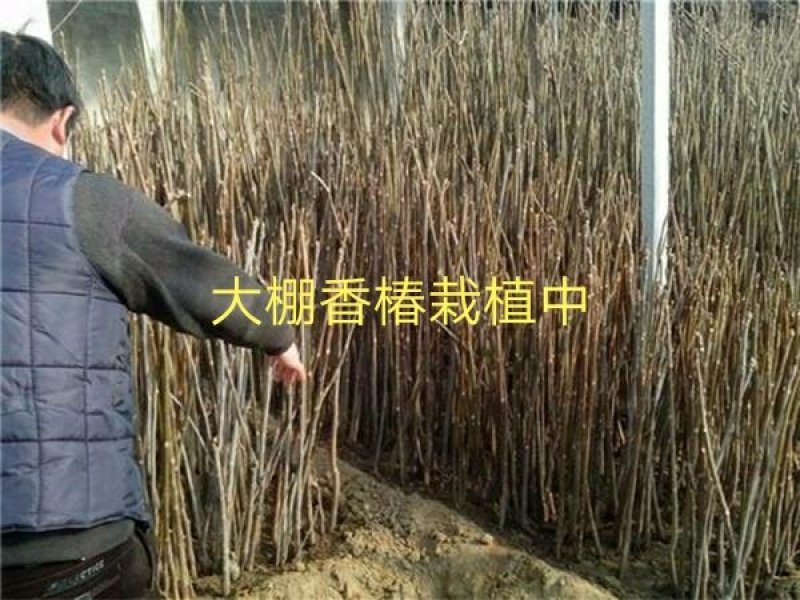 红油香椿苗0.35元-2元等规格，保成活提供技术指导