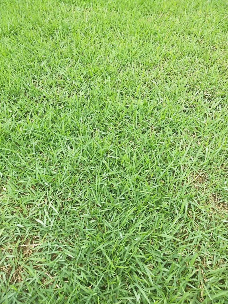 草坪草