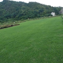 草坪草