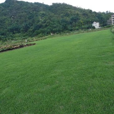 草坪草