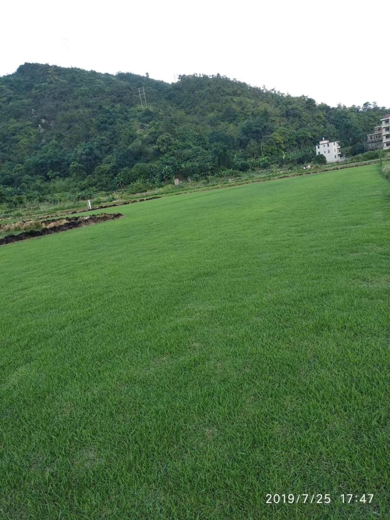 草坪草
