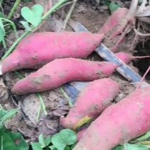 大量沙地红薯