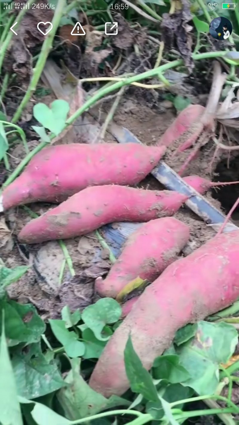 大量沙地红薯