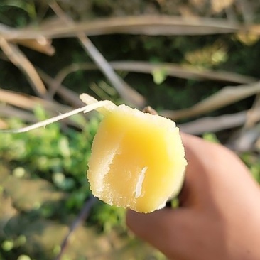 翁源黑皮甘蔗，马上上市，一手代办，诚信合作，信誉第一