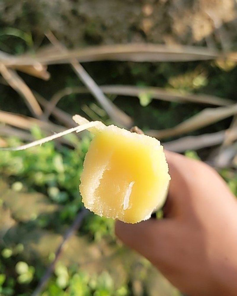 翁源黑皮甘蔗，马上上市，一手代办，诚信合作，信誉第一