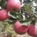 靖远冰糖心红富士！大量上市了