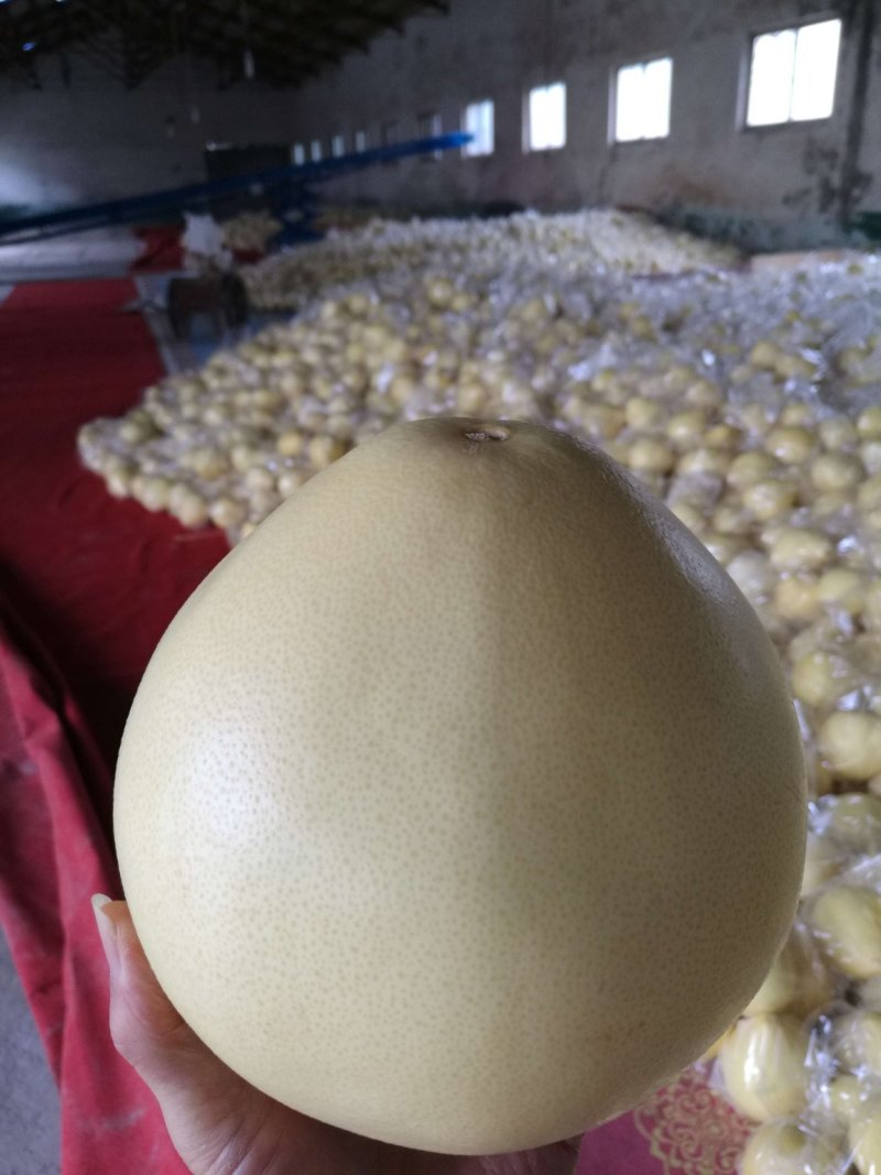 柚子/红心蜜柚/红乳蜜柚/琯溪红柚/柚子产地批发