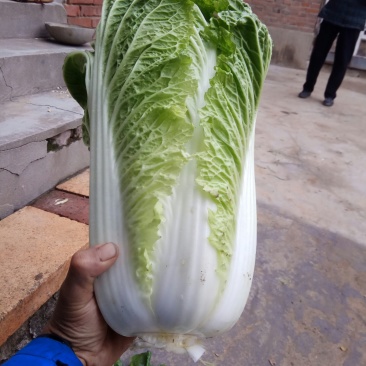 大白菜开始上市了，下单要快，无虫眼，无烧心
