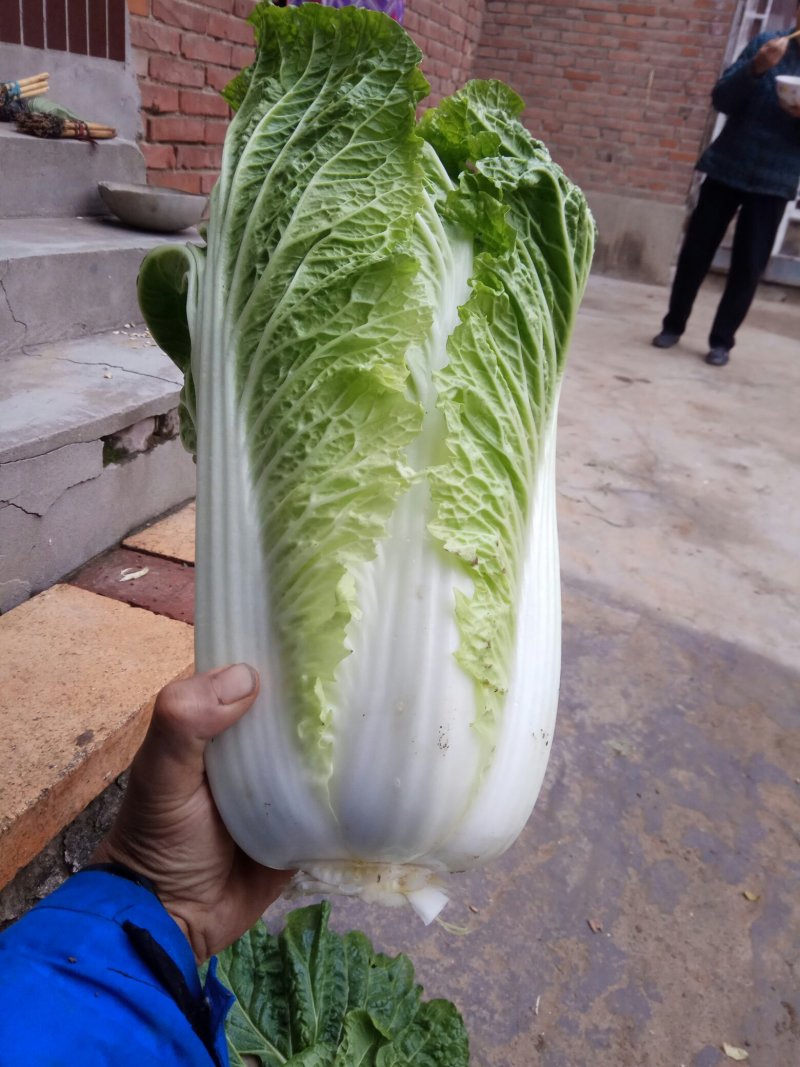大白菜开始上市了，下单要快，无虫眼，无烧心
