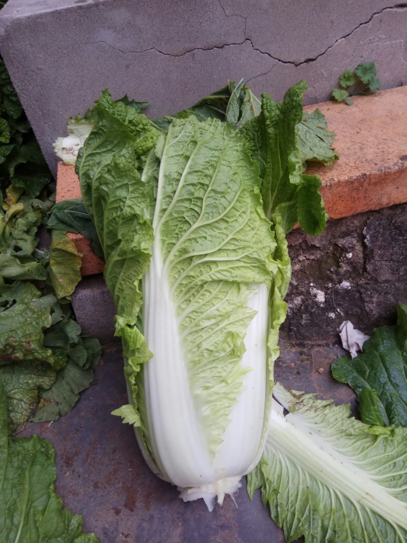 大白菜开始上市了，下单要快，无虫眼，无烧心