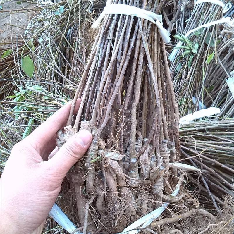 蜂糖李甜度极高全部现挖现发假一赔十包邮