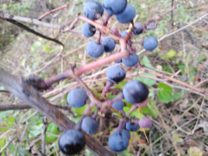 野葡萄根