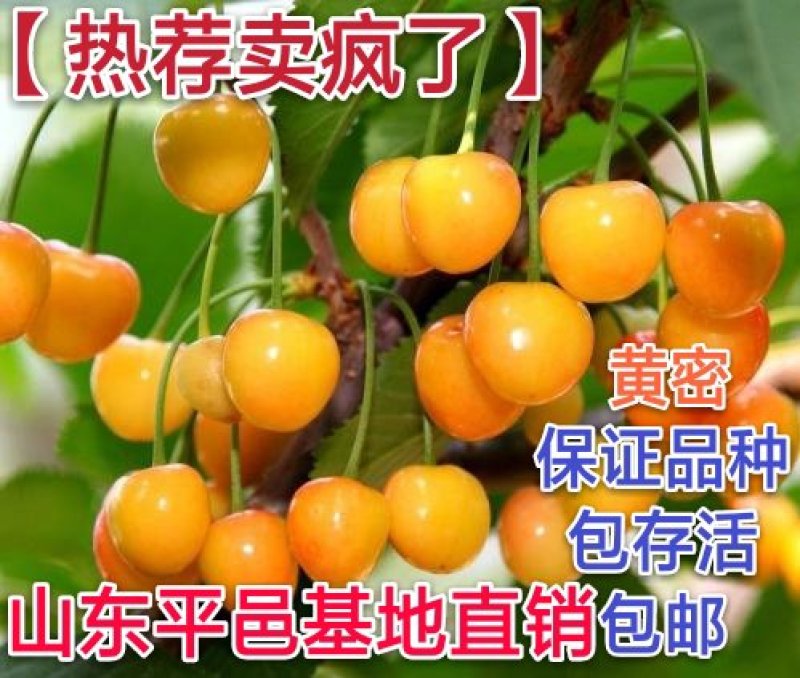 黄蜜大樱桃苗甜度高卖相好保证品种现挖现发包邮