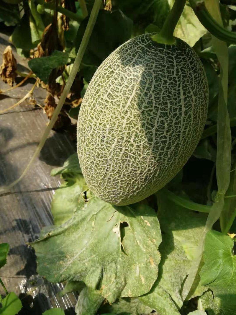 西州蜜25