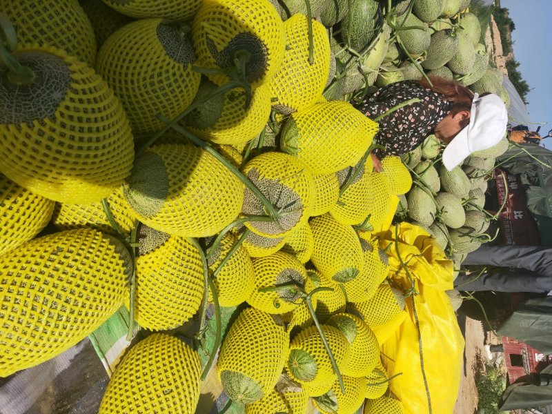 西州蜜25