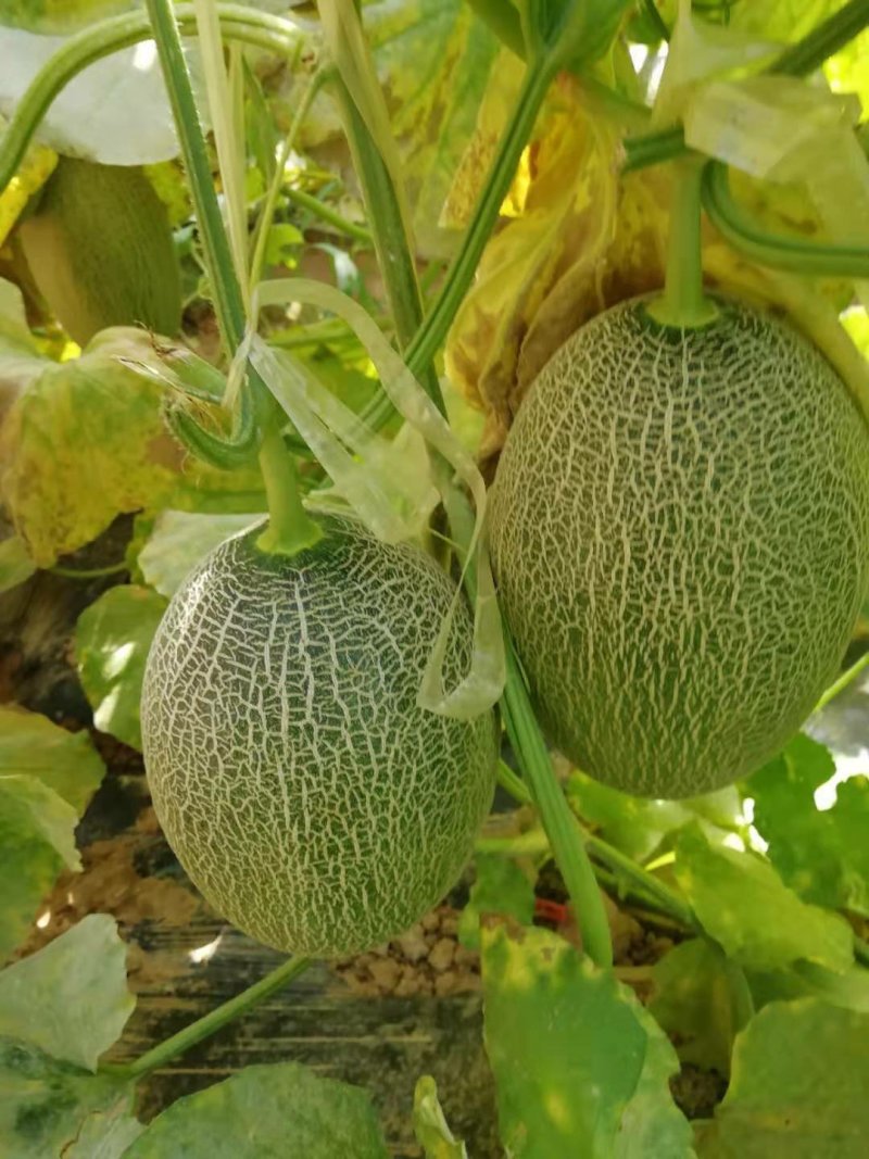西州蜜25