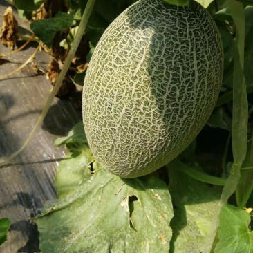 西州蜜25