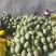 西州蜜25