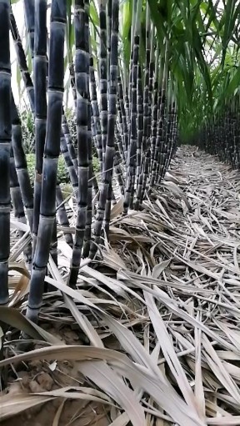 河南太康黑皮甘蔗现在上市