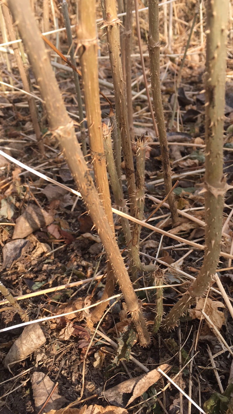 刺嫩芽苗菜种本苗圃提供技术支持