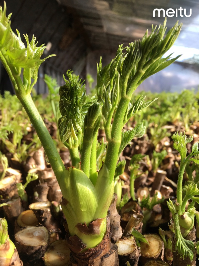 刺嫩芽苗菜种本苗圃提供技术支持