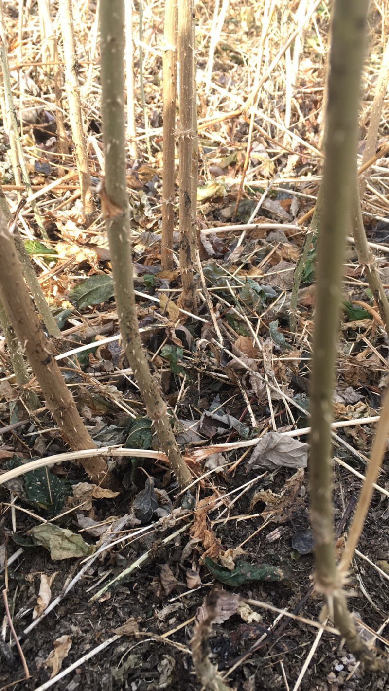 刺嫩芽苗菜种本苗圃提供技术支持