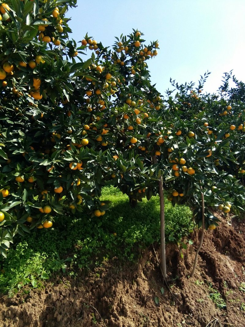 城固蜜橘产于黄土高坡之上，口感纯正，美味多汁，无核，无渣
