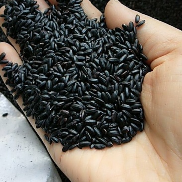 黑香米21年新货一级颗粒饱满9斤起批包邮散货无污色