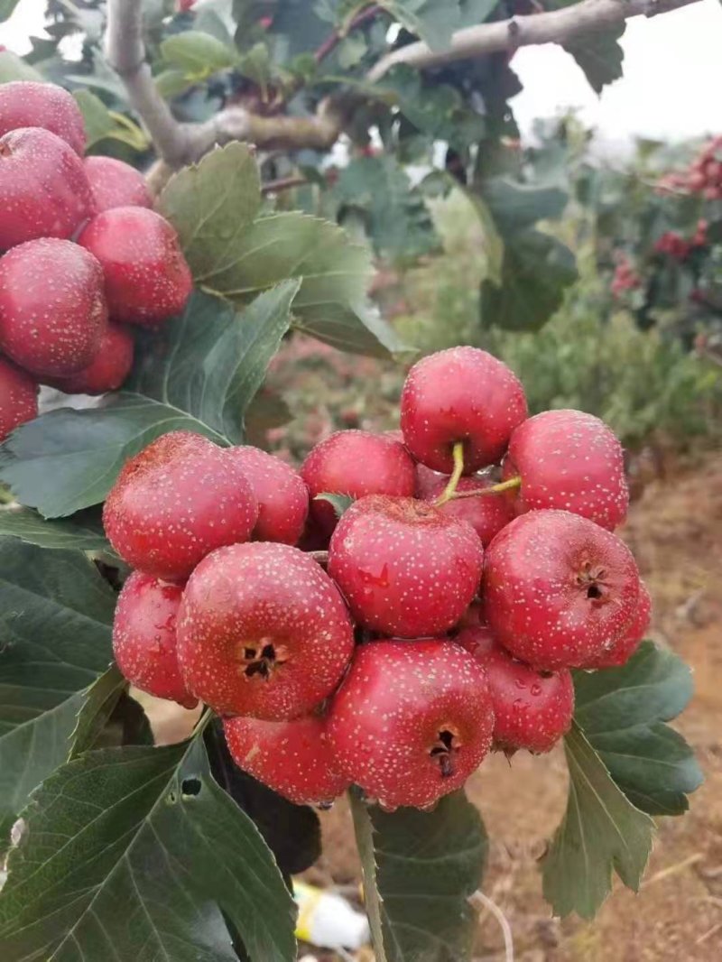 沂蒙山楂熟了