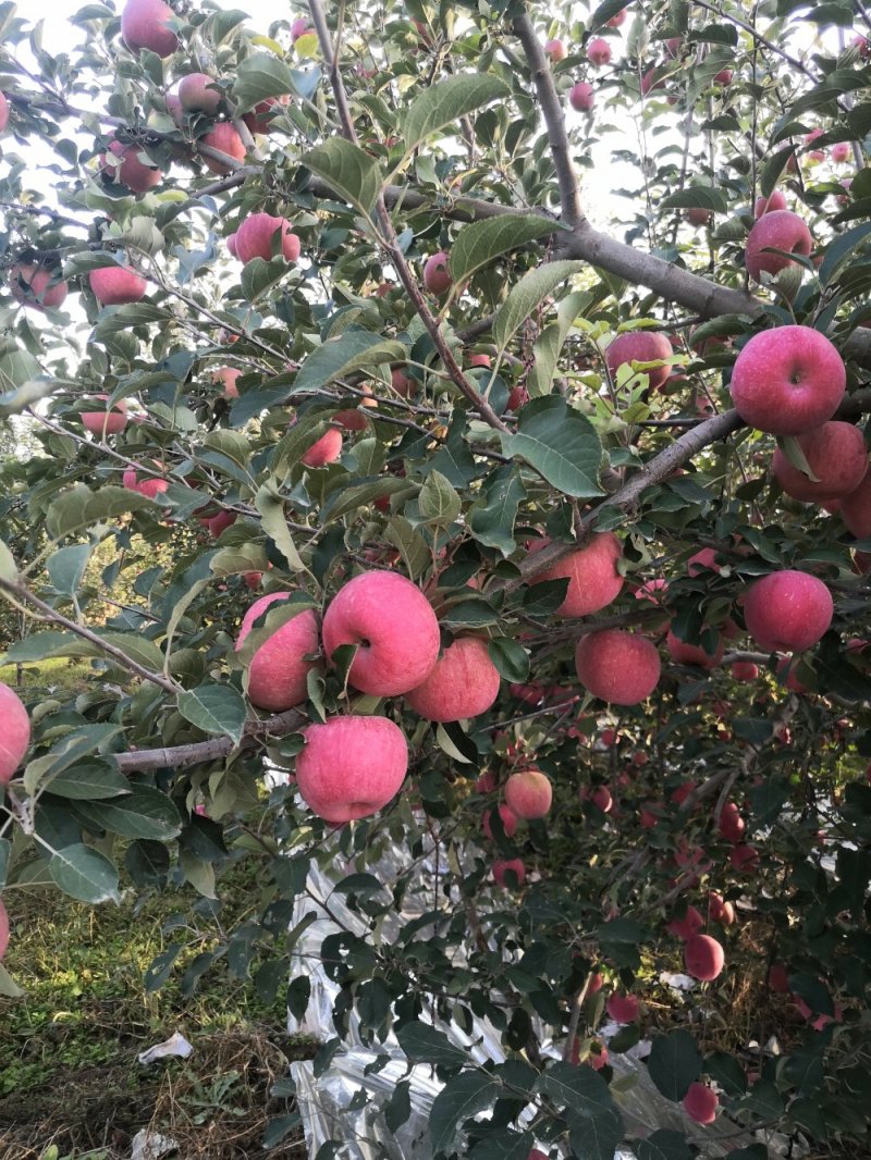阿克苏冰糖心苹果/天红二号/冰糖心富士/支持产一件代发