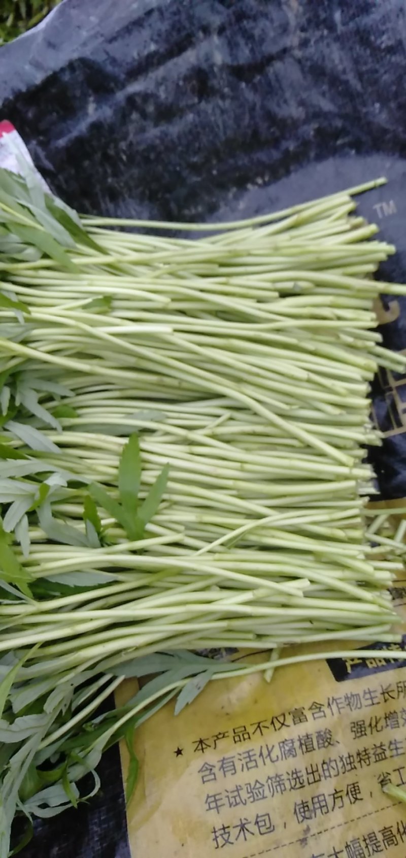 芦篙