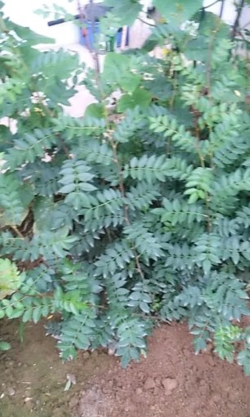大红袍花椒苗大量出售
