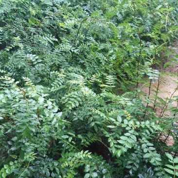 大红袍花椒苗大量出售