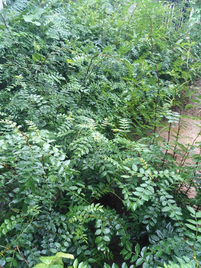 大红袍花椒苗大量出售