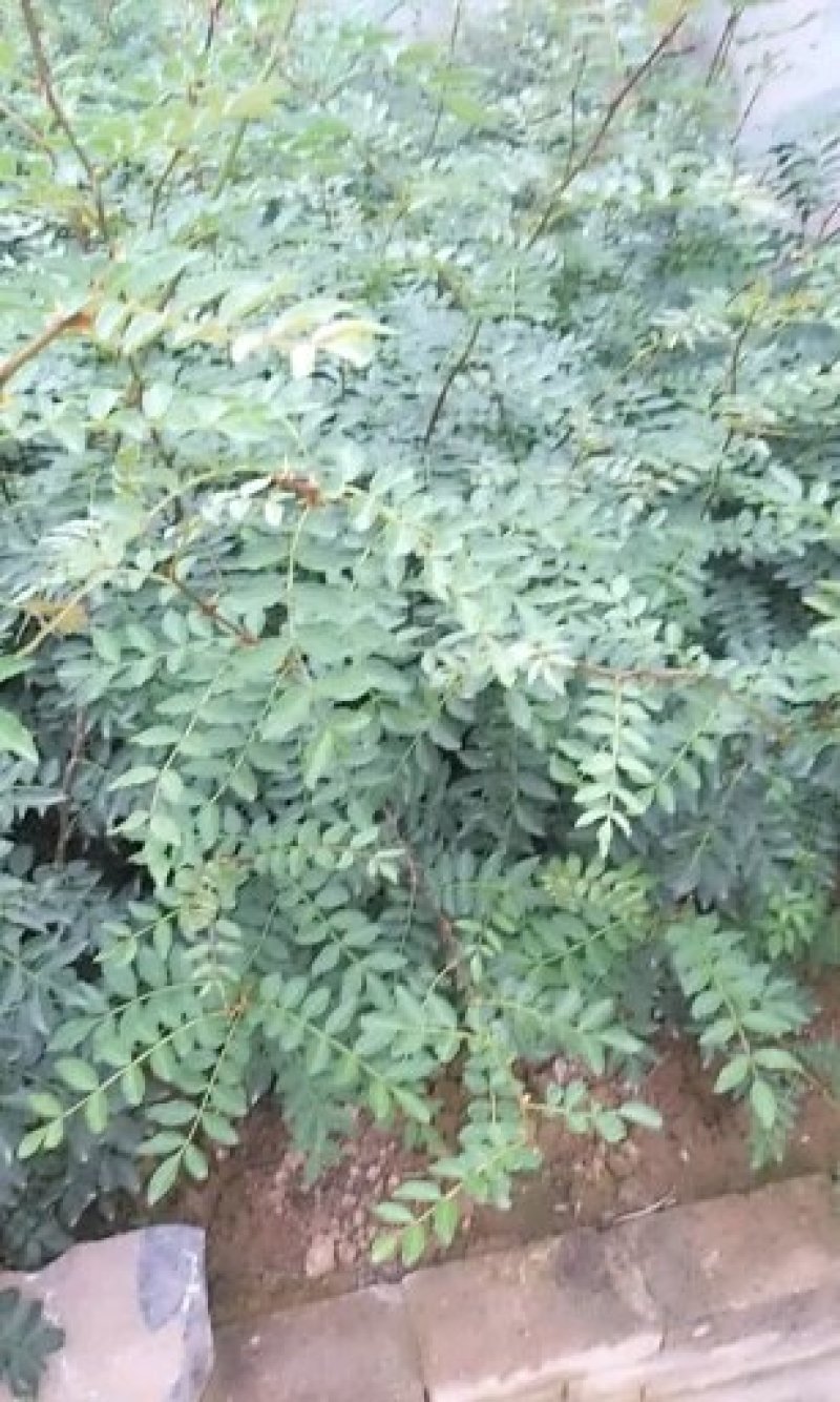 大红袍花椒苗大量出售